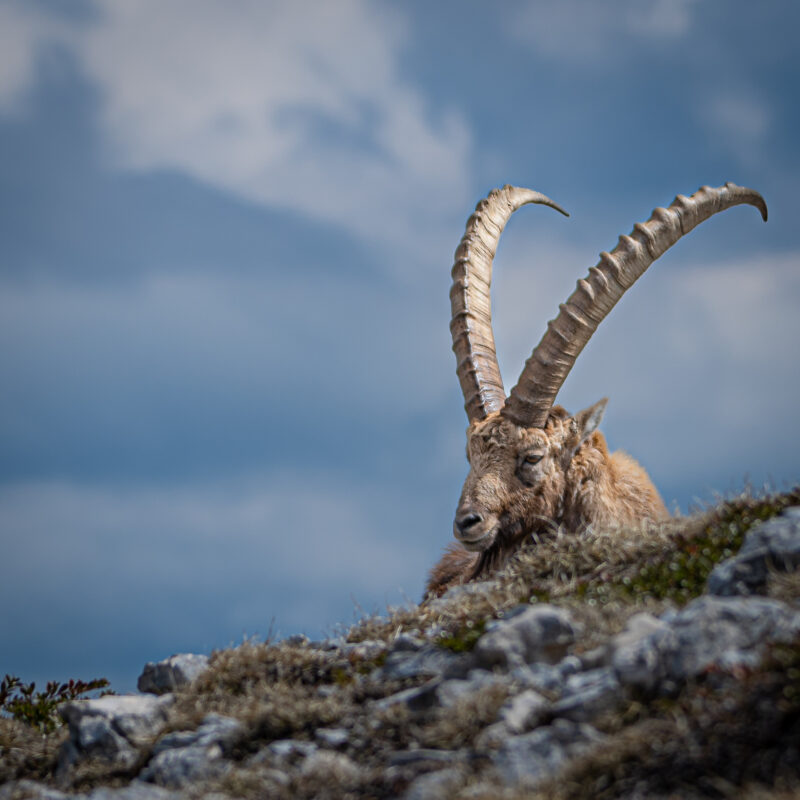 Bouquetin